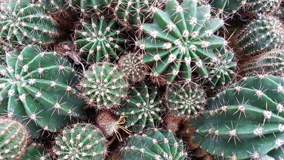Areal view of about 15 green oval shaped cacti, with white spikes and dots - some big, some small, very close next to each other