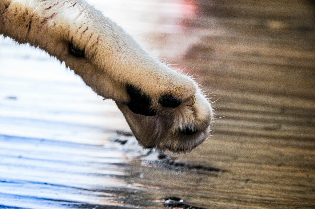 Close up of part of dog paw / leg touching a wooden surface with water spats on it 