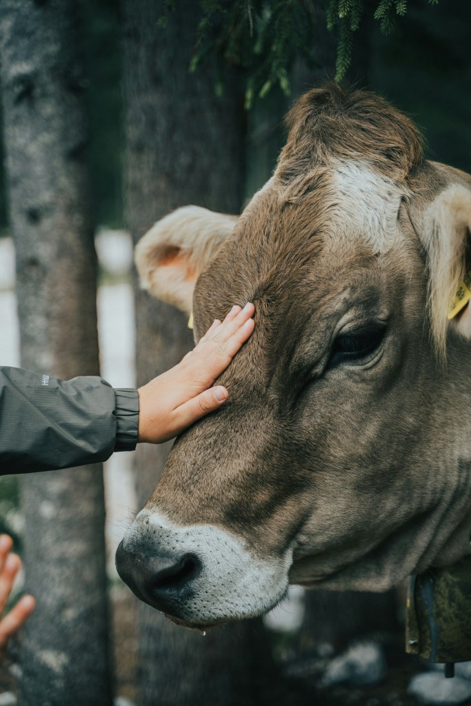 Close up of a grey/brown cows head - with a human hand placed in between the eyes