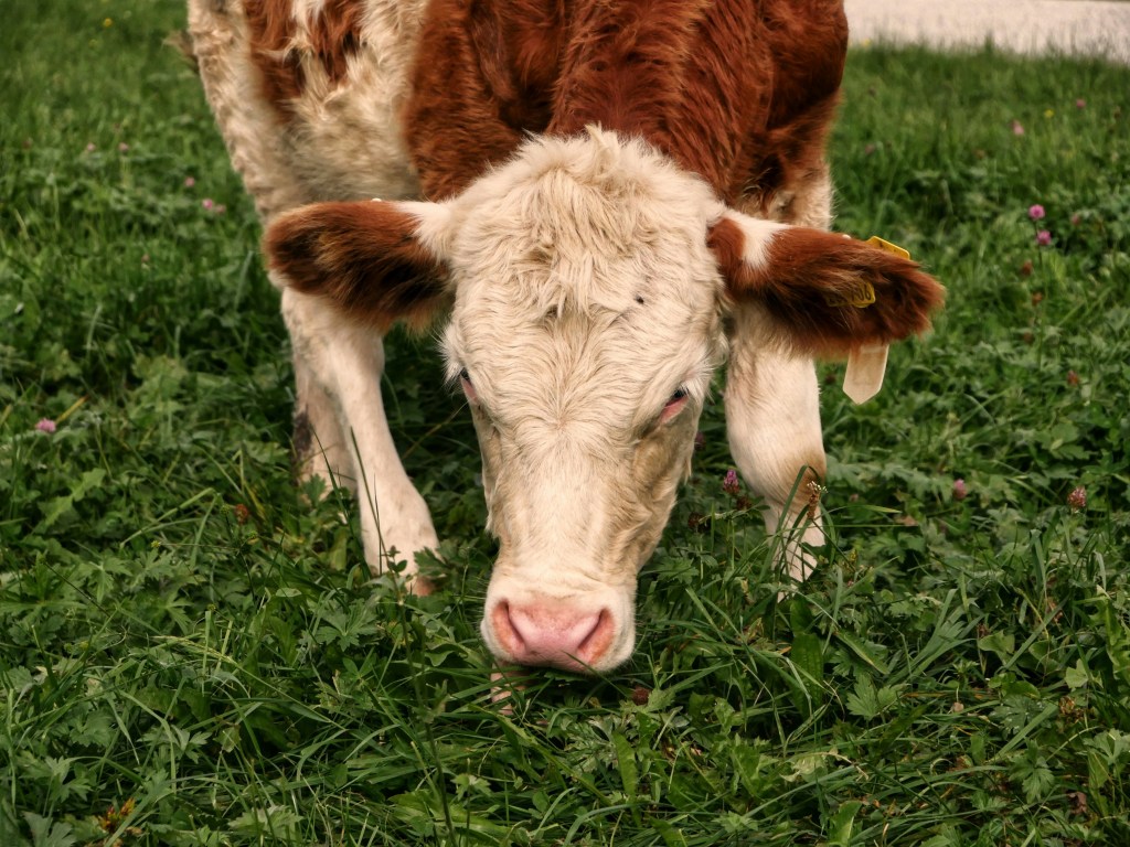 Photo of brown and white cow head held down, in green grass 