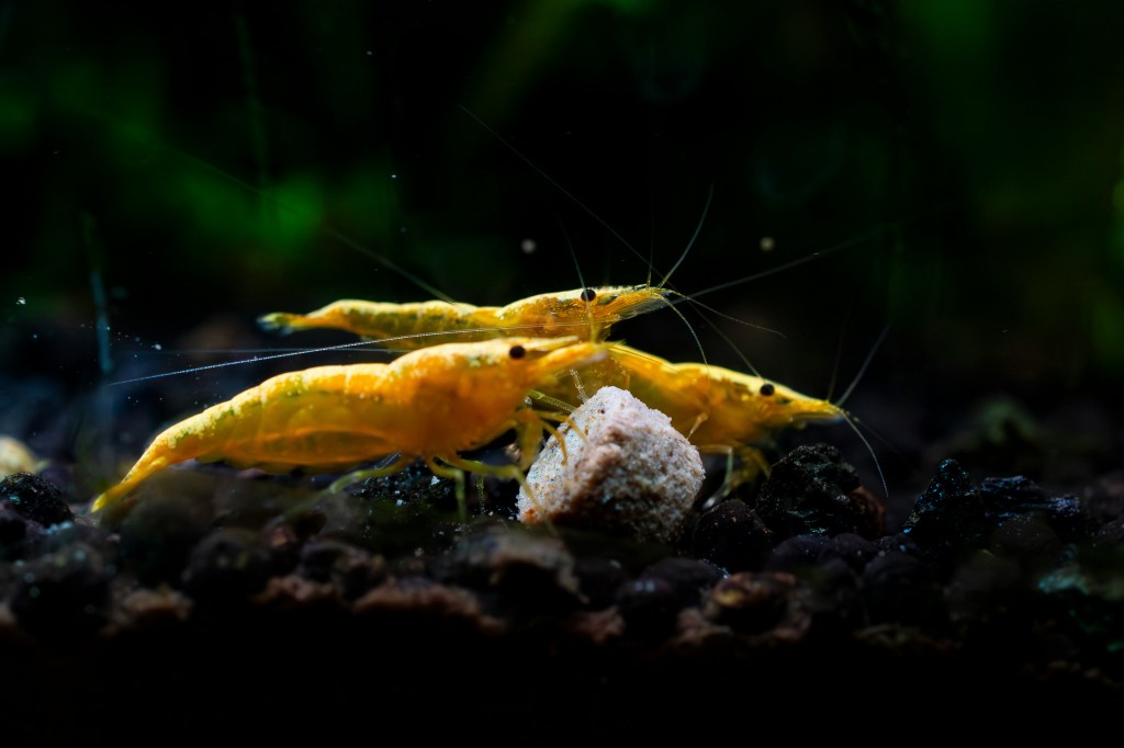 3 yellow shrimp in water