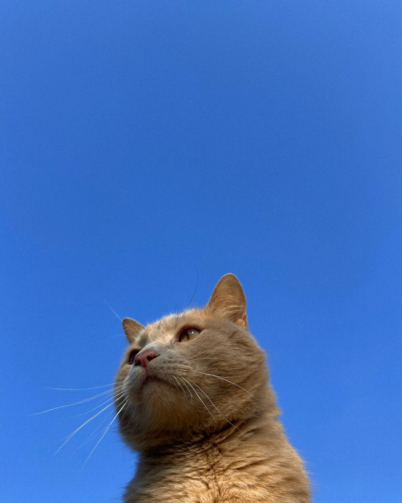 a-close-up-of-a-cat-with-a-blue-sky-in-the-background