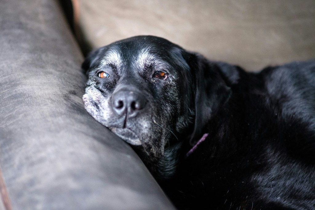 close up of head of an old black dog laying on couch , dog has ageing signs: white hair on head