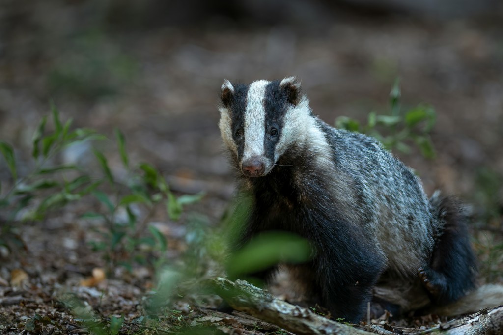 Badger