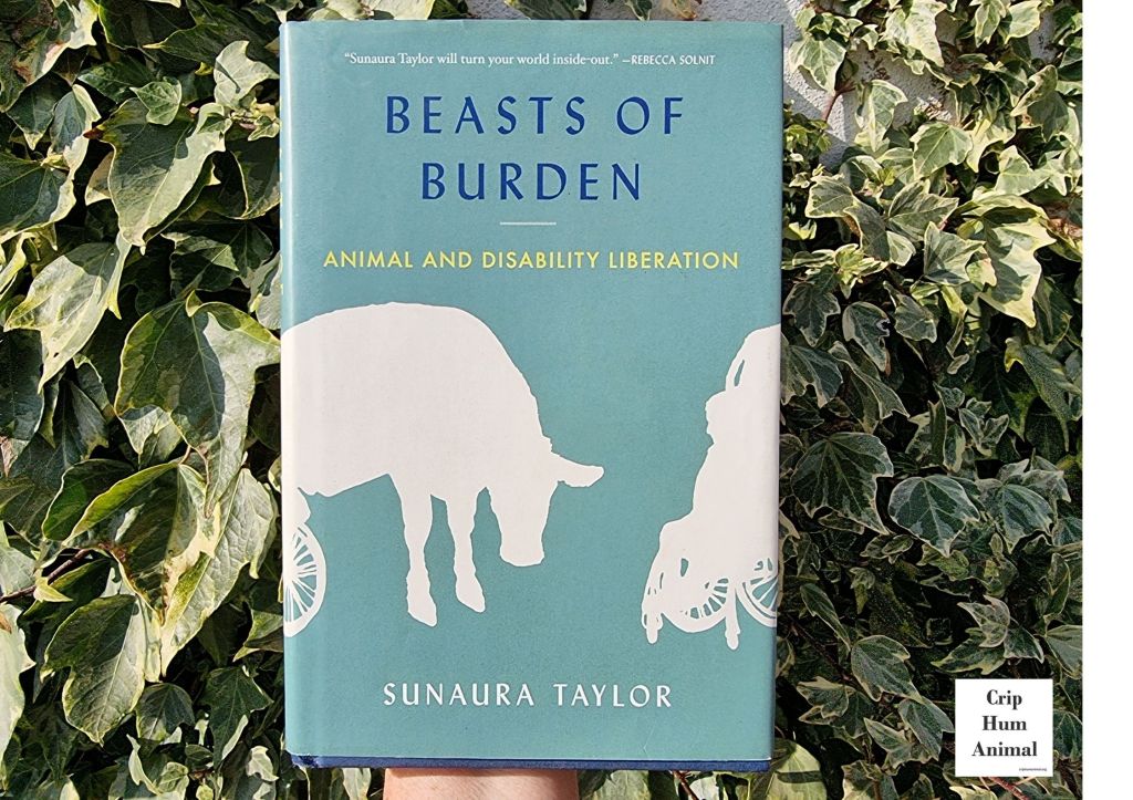 Book with blue greenish cover with title and author on cover. Held up against background of green leaves/foliage. Top caption of book cover reads: “Sunaura Taylor will turn your world inside-out – Rebecca Solnit”. Bottom half of cover shows two silhouettes in white: on left a cow with hind legs supported by wheels, on right a person in wheelchair]