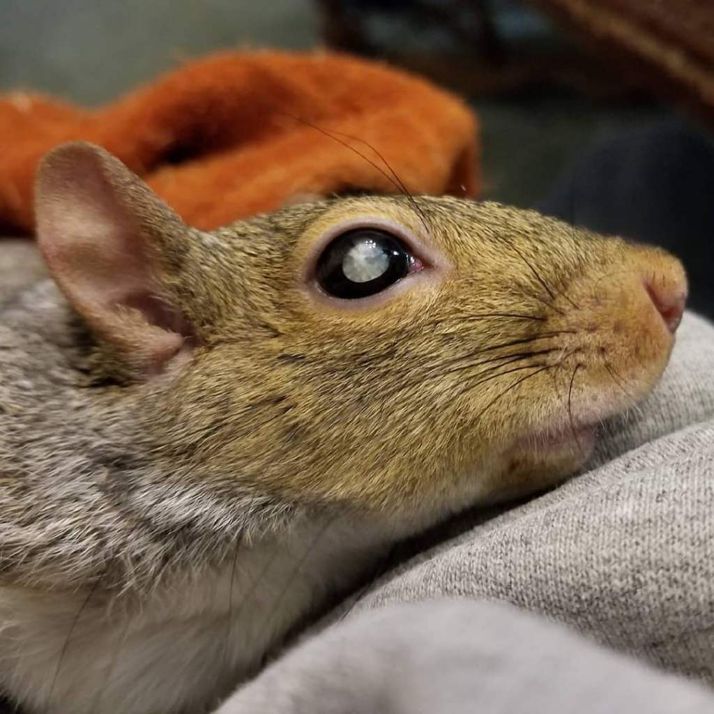 close up of head of grey squirrel