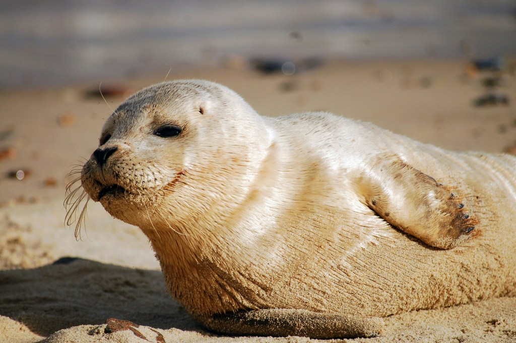 photo of a light brown seal on the sand, sunlight on skin, eyes half closed