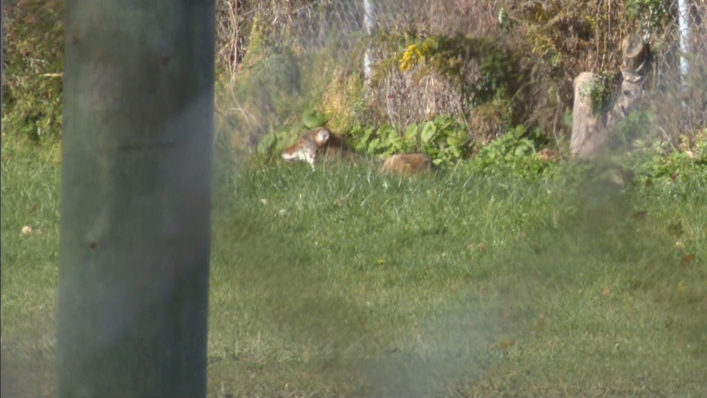 brown / white canine in grass, photo taken from distance, coyote only half visible. Fence in the background 