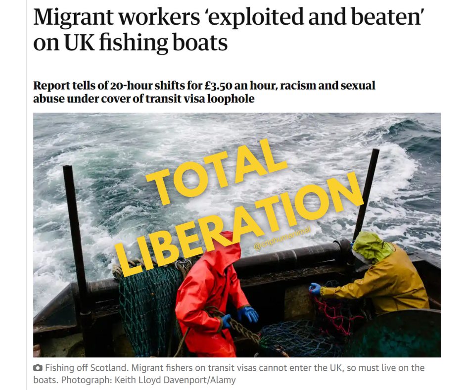 Screenshot of newspaper article. Titel:
Migrant workers 'exploited and beaten' on UK fishing boats
Report tells of 20-hour shifts for £3.50 an hour, racism and sexual abuse under cover of transit visa loophole.
PHOTO: two fishers fully covered in fishersuits, working at the back of a boat in sea, nets hanging overboard
Fishing off Scotland. Migrant fishers on transit visas cannot enter the UK, so must live on the boats. Photograph: Keith Lloyd Davenport/Alamy
words TOTAL LIBERATION written across photo