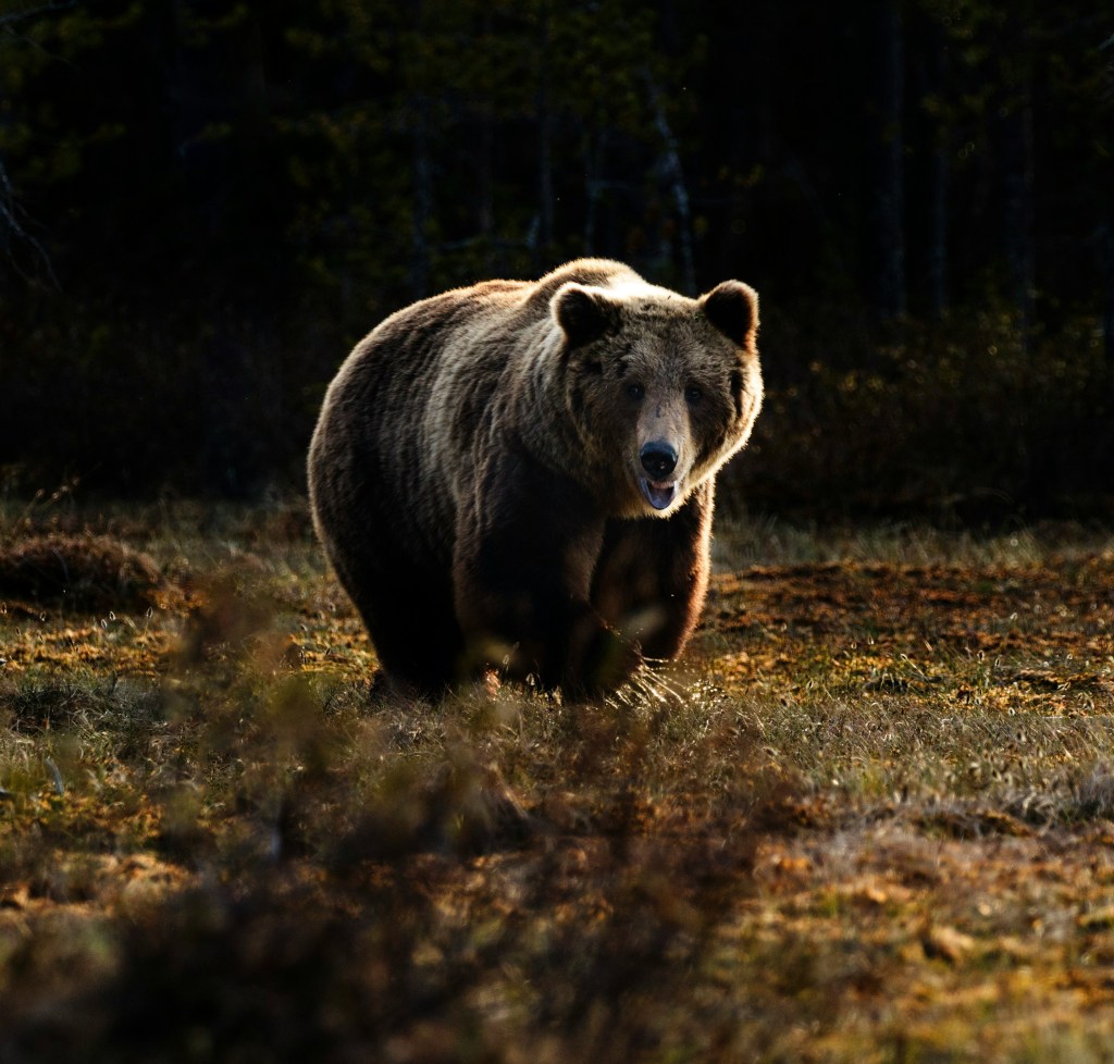 Photo of a brown bear on brown/ greenish pasture running towards the camera